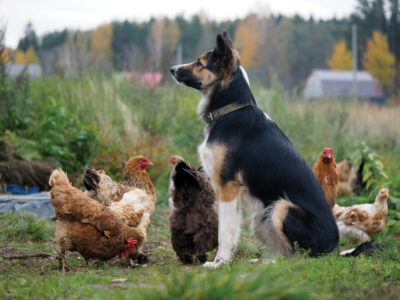 From Homeless to Homestead: Adopting a Farm Dog Image